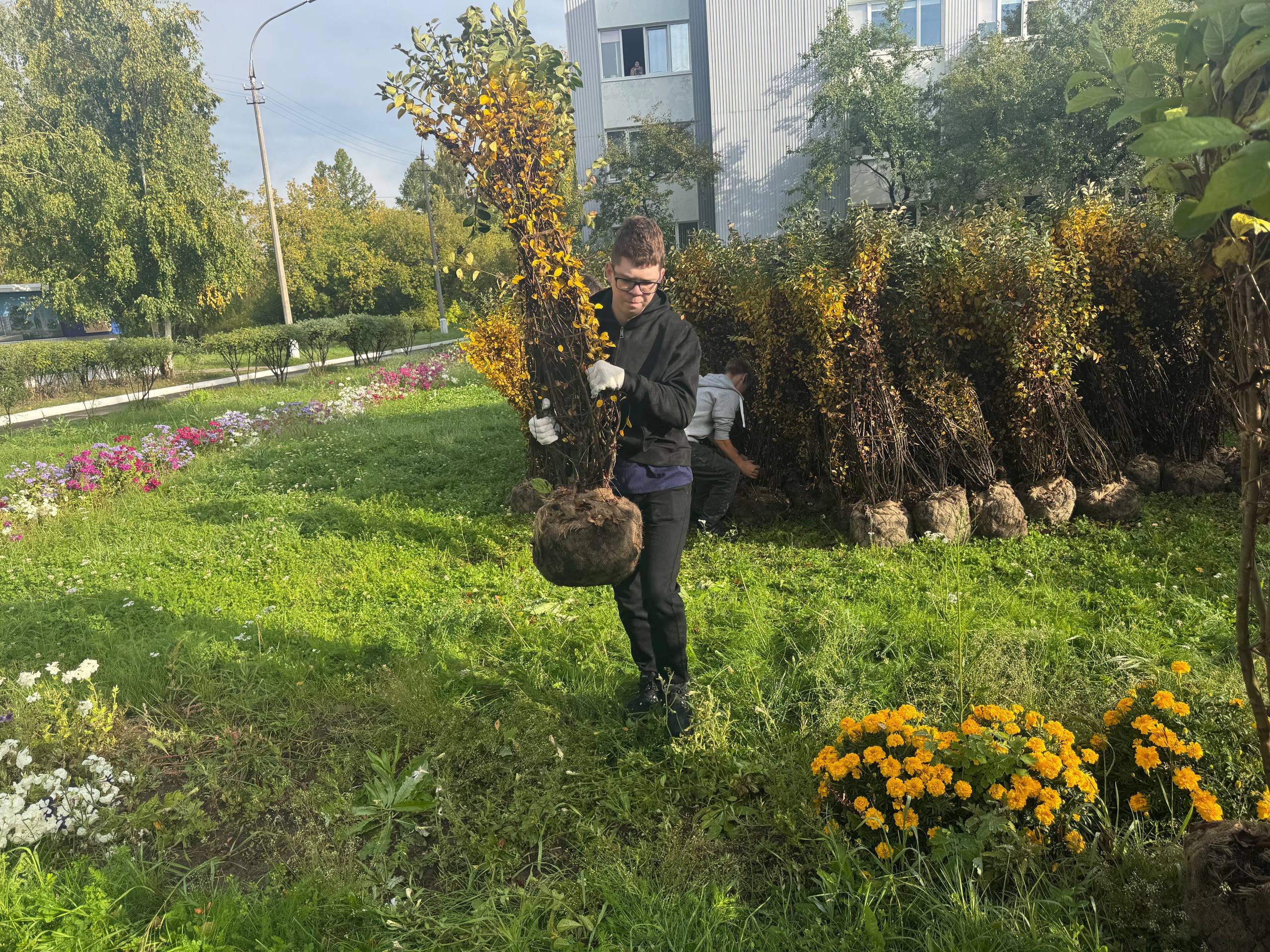 Посадка саженцев